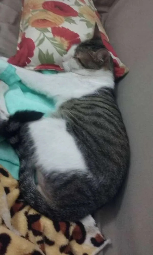 Gato ra a vira lata idade 2 anos nome Zuza GRATIFICA