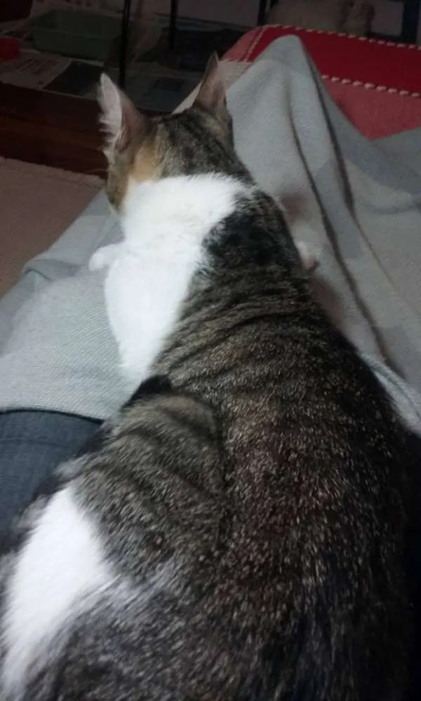 Gato ra a vira lata idade 2 anos nome Zuza GRATIFICA