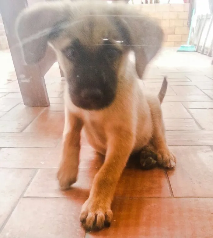 Cachorro raça Sem raça definida idade 2 a 6 meses nome Tomba
