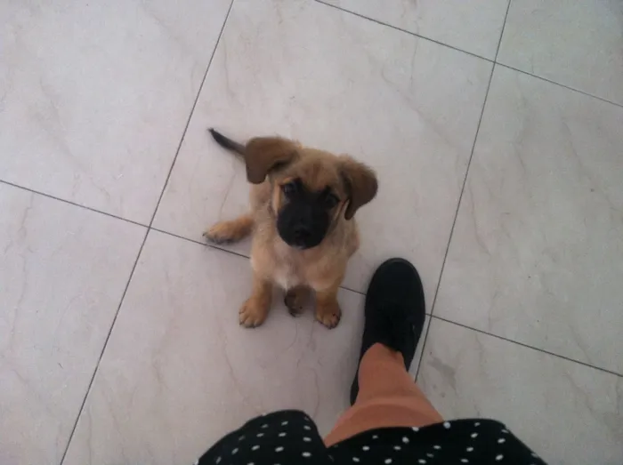 Cachorro raça Sem raça definida idade 2 a 6 meses nome Tomba