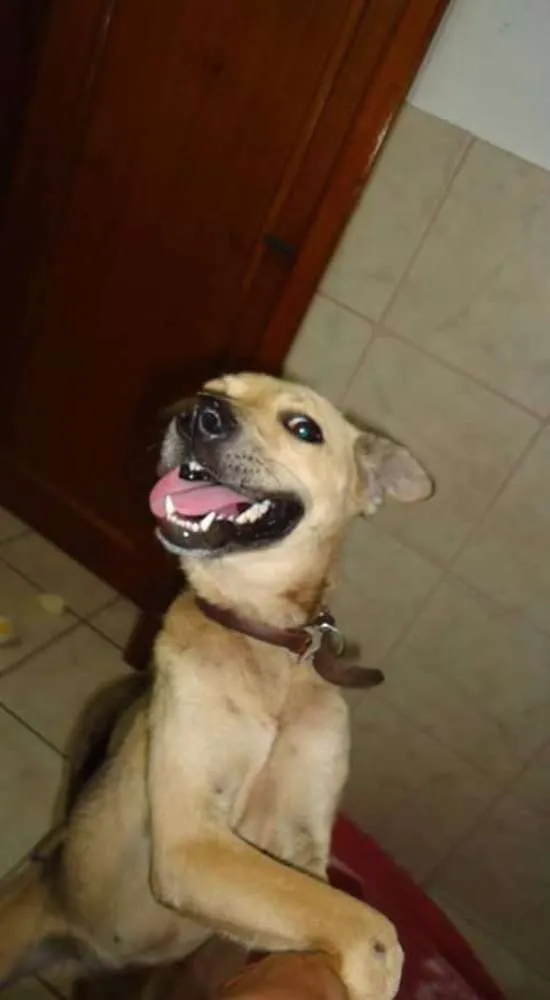Cachorro ra a SRD idade 1 ano nome Lolita