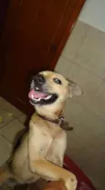 Lolita