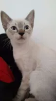 Não tem
