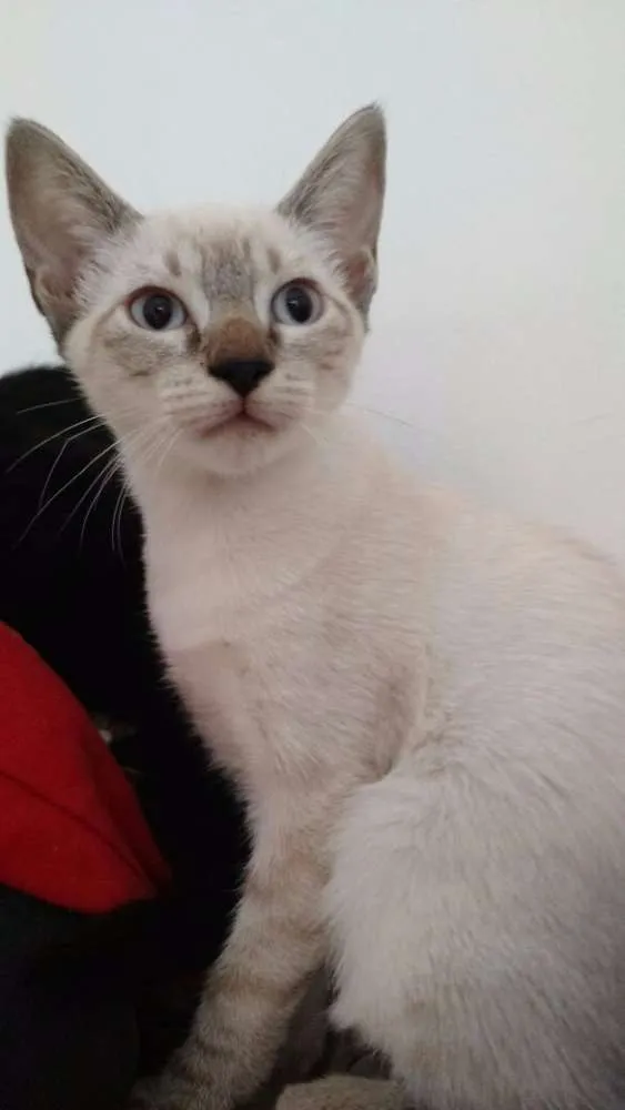 Gato ra a não definida idade 2 a 6 meses nome Não tem