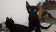 Não tem