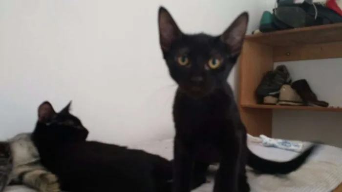 Gato ra a não definida idade 2 a 6 meses nome Não tem