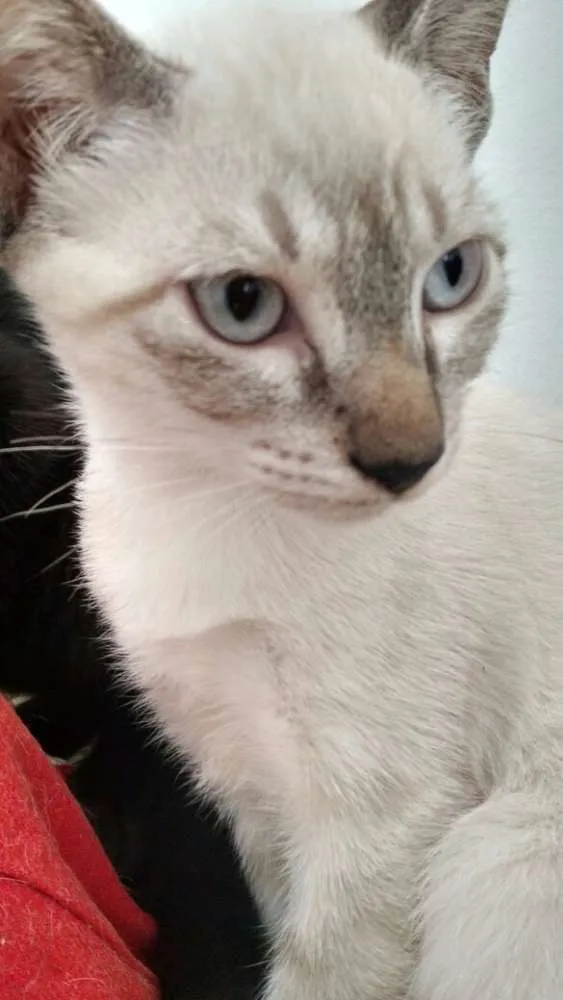 Gato ra a não definida idade 2 a 6 meses nome Não tem