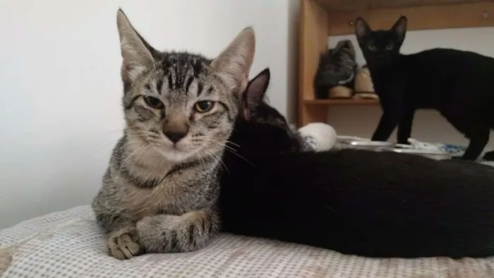 Gato ra a não definida idade 2 a 6 meses nome Não tem