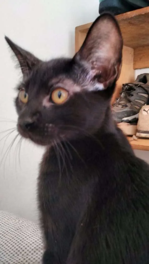 Gato ra a não definida idade 2 a 6 meses nome Não tem