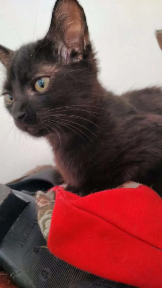 Gato ra a não definida idade 2 a 6 meses nome Não tem