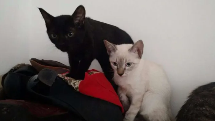 Gato ra a não definida idade 2 a 6 meses nome Não tem