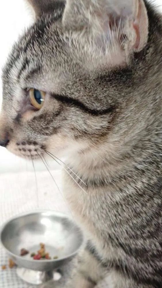 Gato ra a não definida idade 2 a 6 meses nome Não tem