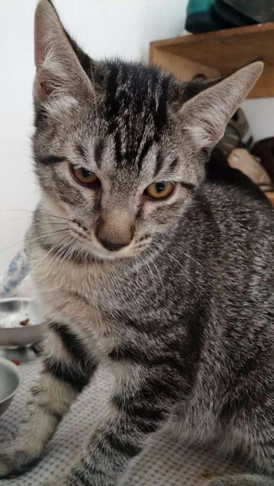 Gato ra a não definida idade 2 a 6 meses nome Não tem