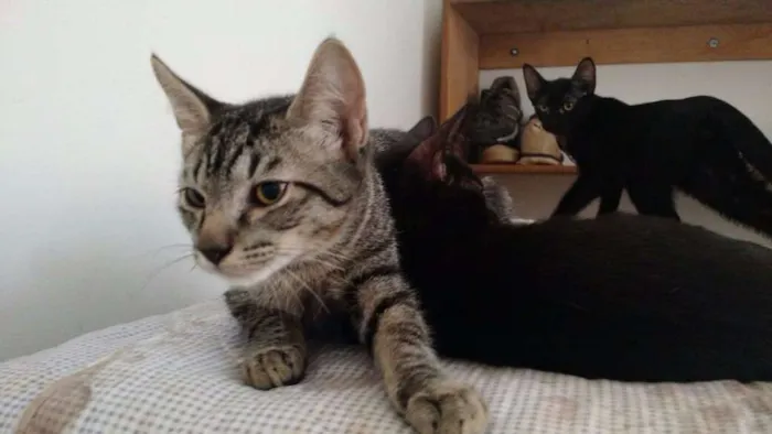 Gato ra a não definida idade 2 a 6 meses nome Não tem
