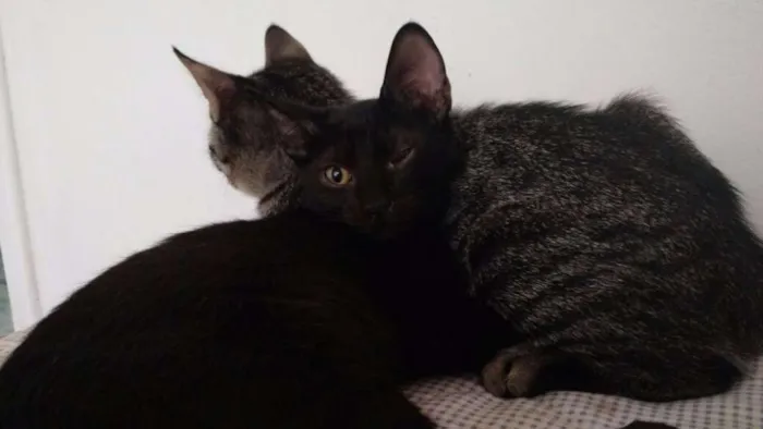 Gato ra a não definida idade 2 a 6 meses nome Não tem