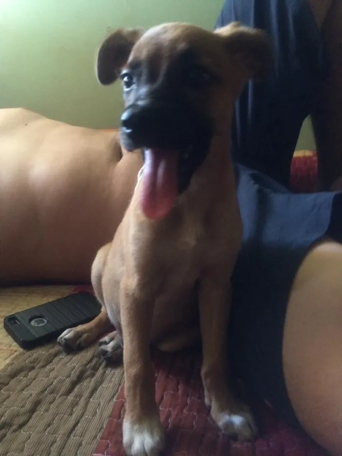 Cachorro ra a Vira lata  idade 2 a 6 meses nome Filo 