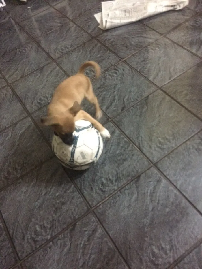 Cachorro ra a Vira lata  idade 2 a 6 meses nome Filo 