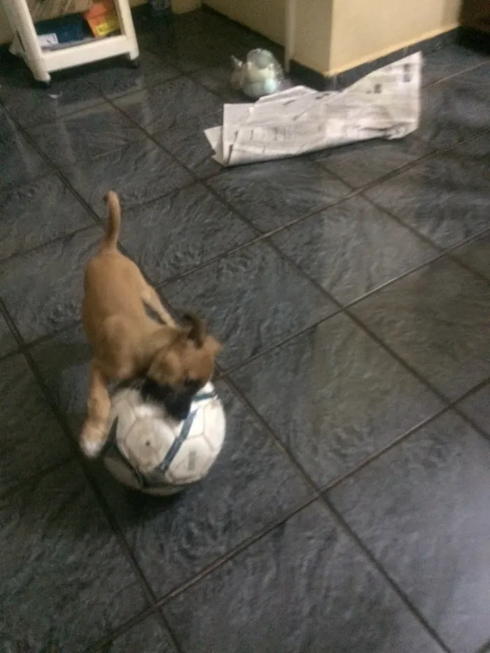 Cachorro ra a Vira lata  idade 2 a 6 meses nome Filo 