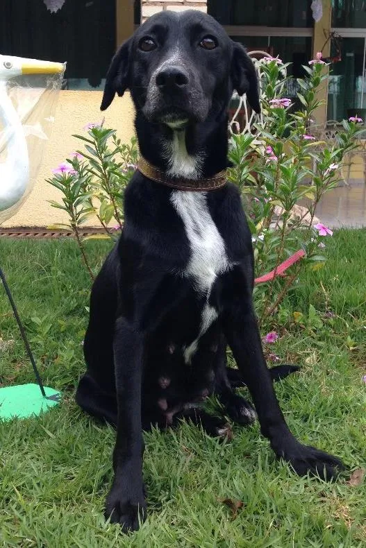 Cachorro ra a Vira lata castrada  idade 4 anos nome Mila