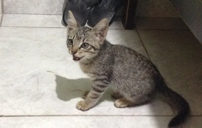 Gato ra a Sem raça definida idade 2 a 6 meses nome Princesa