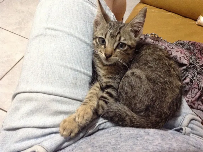 Gato ra a Sem raça definida idade 2 a 6 meses nome Princesa