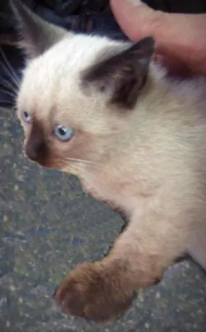 Gato raça Siamês idade 2 a 6 meses nome Gatinha