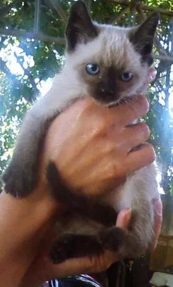 Gato ra a Siamês idade 2 a 6 meses nome Gatinha