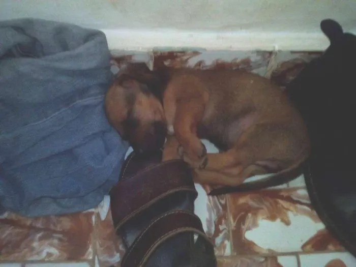 Cachorro raça Basset-Cofap idade Abaixo de 2 meses nome sem nome
