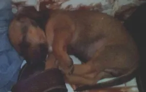 Cachorro raça Basset-Cofap idade Abaixo de 2 meses nome sem nome