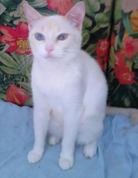 Gato ra a SRD idade 2 a 6 meses nome Charlote