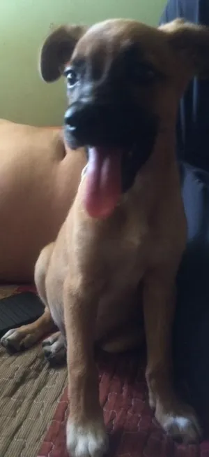Cachorro raça Vira lata  idade 2 a 6 meses nome Filo 