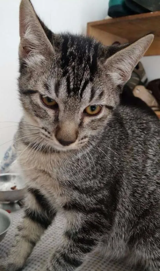 Gato ra a não definida idade 2 a 6 meses nome Não tem
