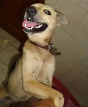 Cachorro raça SRD idade 1 ano nome Lolita