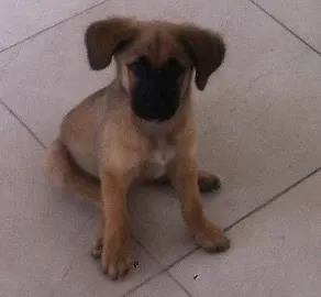 Cachorro raça Sem raça definida idade 2 a 6 meses nome Tomba