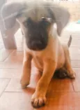 Cachorro raça Sem raça definida idade 2 a 6 meses nome Tomba