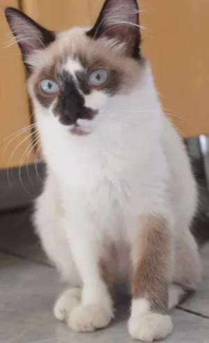 Gato raça SRD idade 2 a 6 meses nome Mística