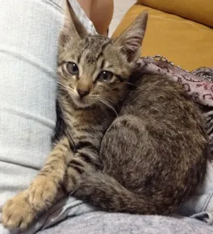 Gato raça Sem raça definida idade 2 a 6 meses nome Princesa