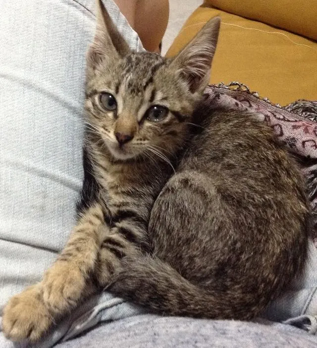 Gato ra a Sem raça definida idade 2 a 6 meses nome Princesa