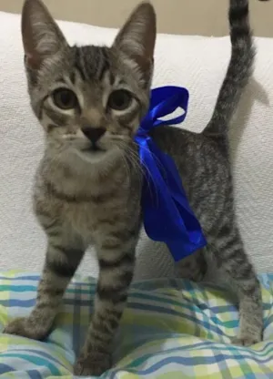 Gato raça  idade 2 a 6 meses nome Fofinho