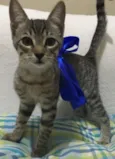 Fofinho