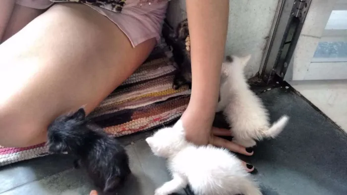 Gato ra a  idade Abaixo de 2 meses nome Gato