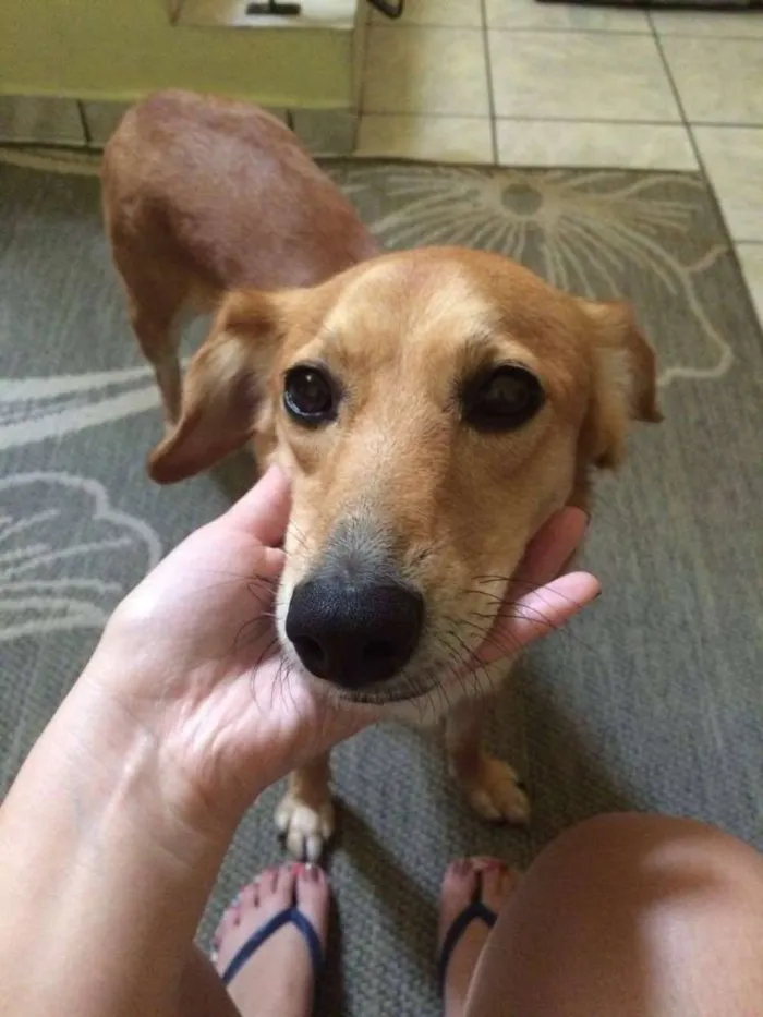 Cachorro ra a VIRA LATA idade 5 anos nome Kate