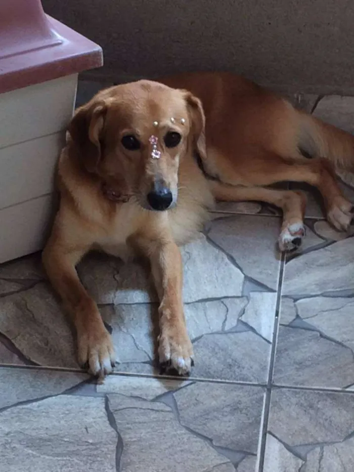 Cachorro ra a VIRA LATA idade 5 anos nome Kate