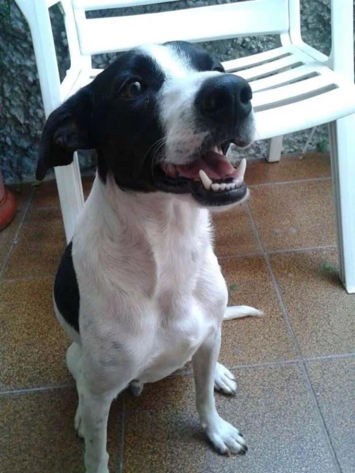 Cachorro ra a SRD idade 1 ano nome Pipo