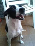 Pipo