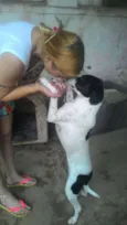Pipo