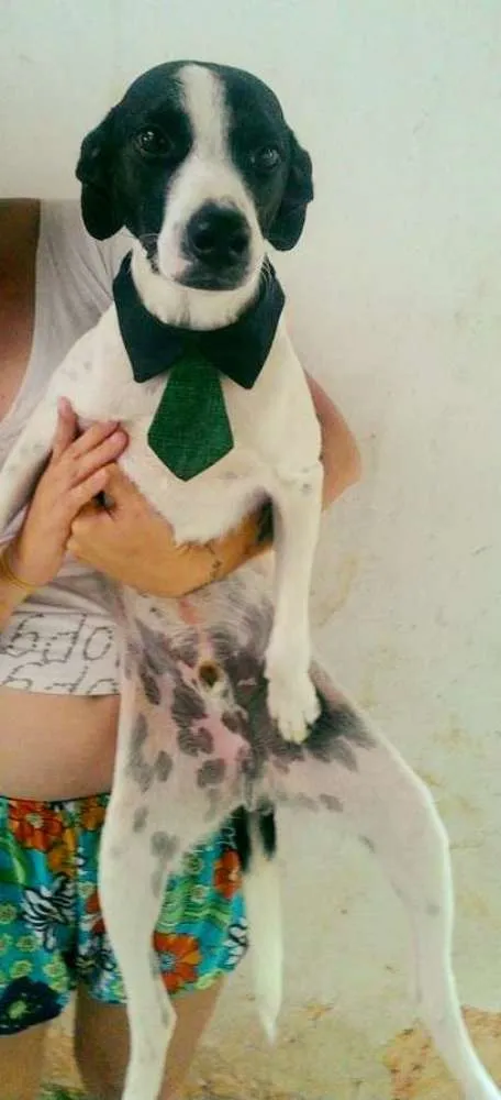Cachorro ra a SRD idade 1 ano nome Pipo