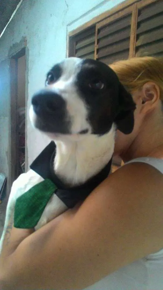 Cachorro ra a SRD idade 1 ano nome Pipo