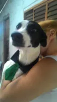 Pipo