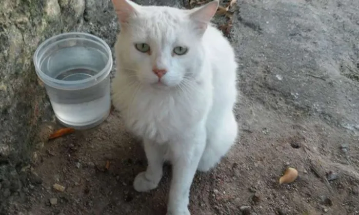 Gato ra a  idade 1 ano nome Mingau